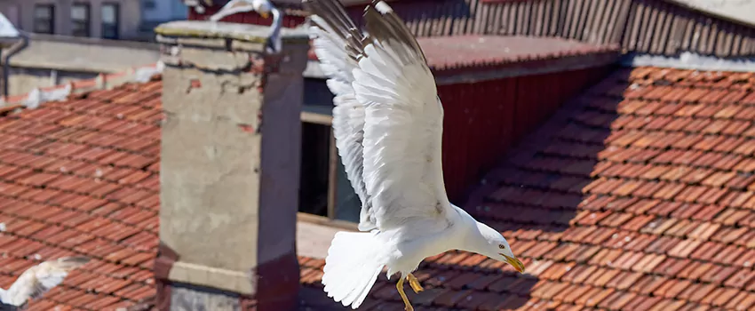 Residential Chimney Animal Removal Solution in Thousand Oaks, CA